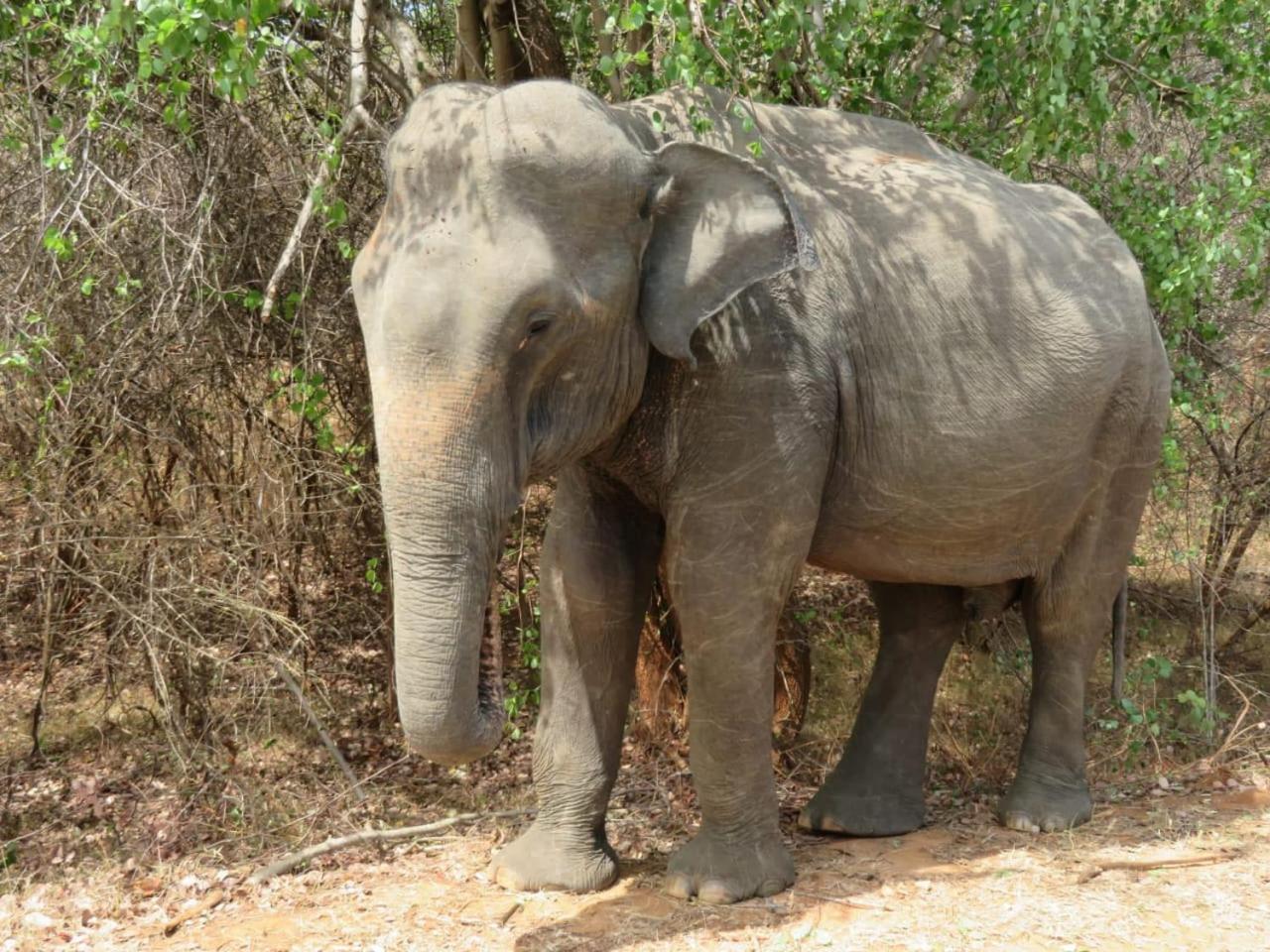 Sahana Retreat Buttala Luaran gambar